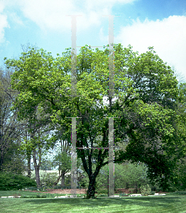 Picture of Acer tataricum 