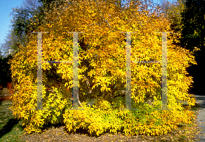 Picture of Acer triflorum 