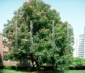 Picture of Aesculus x carnea 