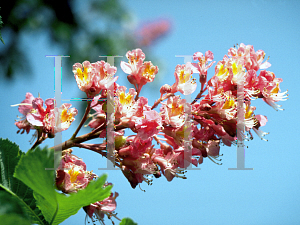 Picture of Aesculus x carnea 