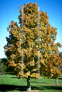 Picture of Aesculus flava 