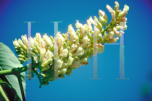 Picture of Aesculus flava 