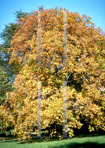 Picture of Aesculus glabra var. pallida 