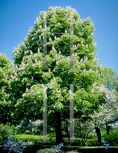 Picture of Aesculus hippocastanum 