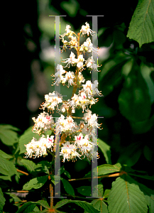 Picture of Aesculus hippocastanum 