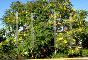 Picture of Ailanthus altissima 