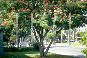 Picture of Albizia julibrissin 