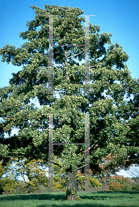 Picture of Alnus glutinosa 