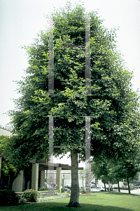 Picture of Alnus rhombifolia 