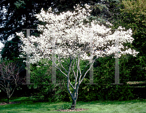 Picture of Amelanchier canadensis 