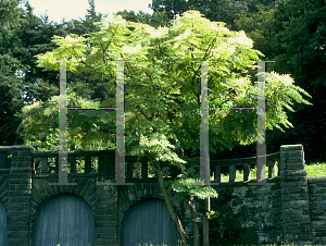 Picture of Aralia spinosa 