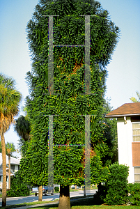 Picture of Araucaria bidwillii 