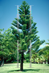 Picture of Araucaria heterophylla 