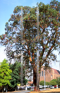 Picture of Arbutus menziesii 