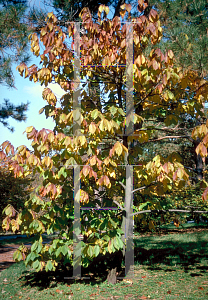 Picture of Asimina triloba 