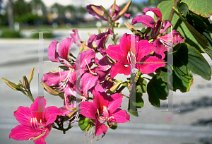 Picture of Bauhinia x blakeana 