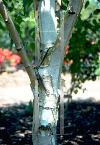 Picture of Betula utilis var. jacquemontii 