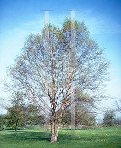 Picture of Betula nigra 