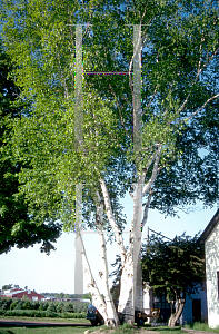 Picture of Betula papyrifera 