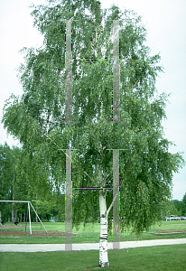 Picture of Betula pendula 