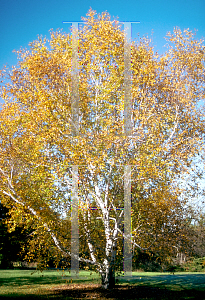 Picture of Betula populifolia 