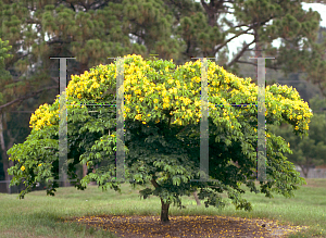 Picture of Bulnesia arborea 