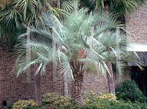 Picture of Butia capitata 