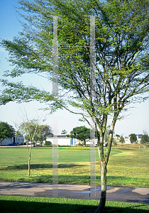 Picture of Caesalpinia granadillo 