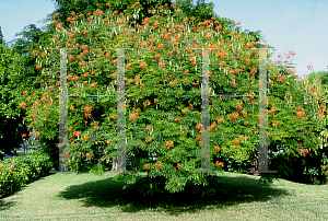 Picture of Caesalpinia pulcherrima 