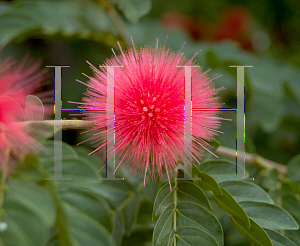 Picture of Calliandra haematocephala 