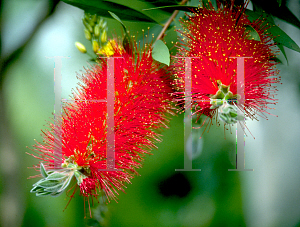 Picture of Callistemon citrinus 