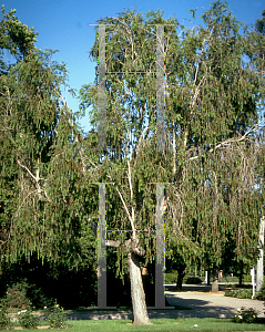 Picture of Callistemon viminalis 