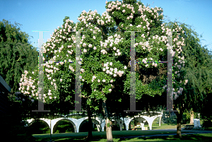 Picture of Calodendrum capense 
