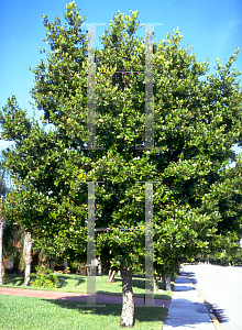 Picture of Calophyllum brasiliense 