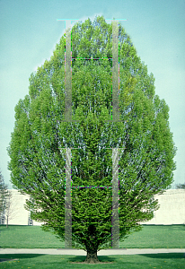 Picture of Carpinus betulus 'Fastigiata'