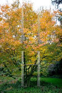 Picture of Carpinus caroliniana var. virginiana 