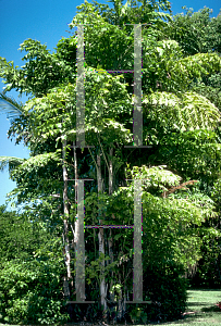 Picture of Caryota mitis 