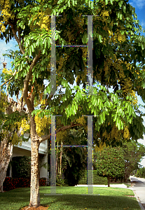 Picture of Cassia fistula 