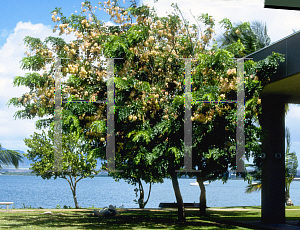 Picture of Cassia javanica 