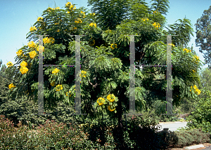 Picture of Cassia leptophylla 