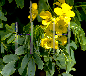 Picture of Caesalpinia mexicana 