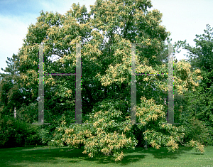 Picture of Castanea spp. 