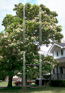 Picture of Catalpa speciosa 