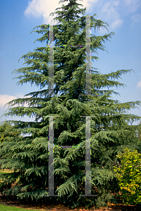 Picture of Cedrus deodara 