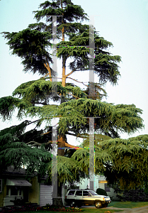 Picture of Cedrus libani 