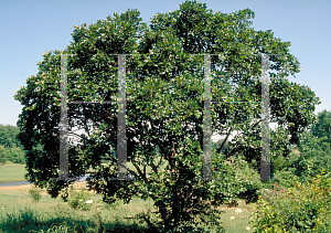 Picture of Celtis australis 