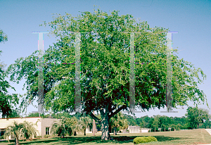 Picture of Celtis laevigata 