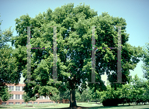 Picture of Celtis occidentalis 