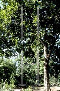 Picture of Celtis sinensis 