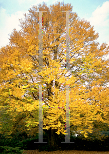 Picture of Cercidiphyllum japonicum 